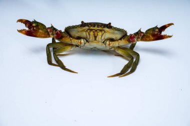 Beyazlar içinde iki pençeyle saldırıya hazır bir yengecin kapağını kapatın..