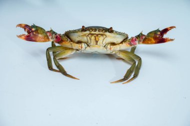 Beyazlar içinde iki pençeyle saldırıya hazır bir yengecin kapağını kapatın..
