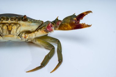 Beyazlar içinde iki pençeyle saldırıya hazır bir yengecin kapağını kapatın..