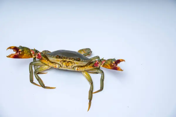 Beyazlar içinde iki pençeyle saldırıya hazır bir yengecin kapağını kapatın..