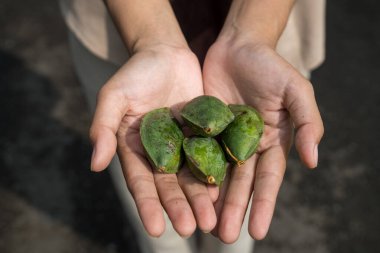Avucunun içinde ketapang meyvesi, ketapang meyvesinin üzerinde katlanan avuç içine yakından bir bakış..