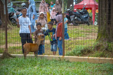 Jepara Central Java, 7 Nisan 2025, ziyaretçileri doyuran kafeste bir geyiğin görünümü, hayvanat bahçesi ziyaretçileri kafesteki geyiği besler..