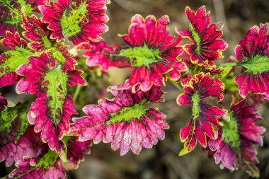 Colleus Bitkilerinin Tam Renkli Görüntüsü, Renkli Solenostemon Bitkilerinden Yapraklar, miana bitkilerinin yakın görünümü, jawer kotok bitkileri.