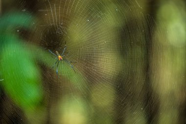 Ormanda avını bekleyen bir örümcek kendi yaptığı ağlarla örüldü. Ağ üzerinde hayvan örümceği.