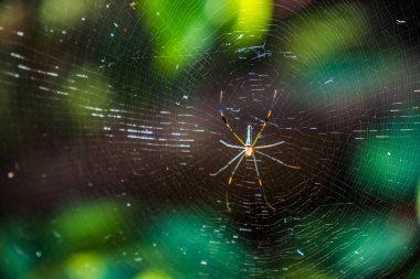 Ormanda avını bekleyen bir örümcek kendi yaptığı ağlarla örüldü. Ağ üzerinde hayvan örümceği.