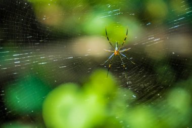 Ormanda avını bekleyen bir örümcek kendi yaptığı ağlarla örüldü. Ağ üzerinde hayvan örümceği.