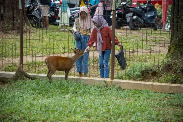 Jepara Central Java, 7 Nisan 2025, ziyaretçileri doyuran kafeste bir geyiğin görünümü, hayvanat bahçesi ziyaretçileri kafesteki geyiği besler..