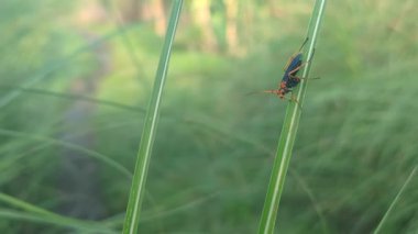 Çimlerin üzerinde yeşil çekirge