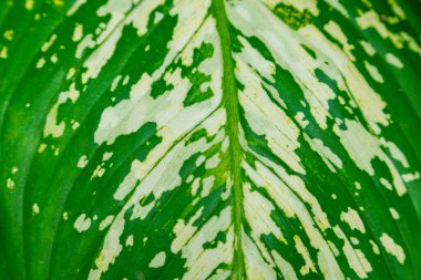 Para bitkisi yaprağının tam çerçeve görüntüsü, mutlu yaprak tam bir çerçeve oluştururken görülür.