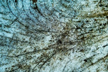 Ağaç gövdesi ipliklerinin görüntüsü, ağaç gövdesi arkaplan dokusu ve siyah çizgi deseni. Ağaç gövdesi dokusu.