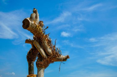Reklam alanı için temiz bir gökyüzü arkaplanına karşı kuru bambu kökleri görünümü.