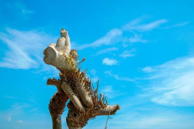 Reklam alanı için temiz bir gökyüzü arkaplanına karşı kuru bambu kökleri görünümü.