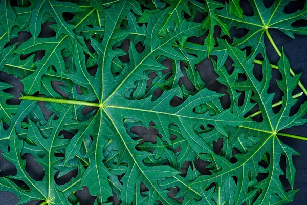 Papaya yapraklarının tam çerçeve görüntüsü.