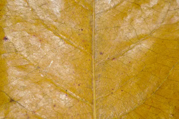 Temiz ve düzenli damar ağına sahip kuru yaprakların yakın görüntüsü. reklam arkaplanı için kuru yapraklar.