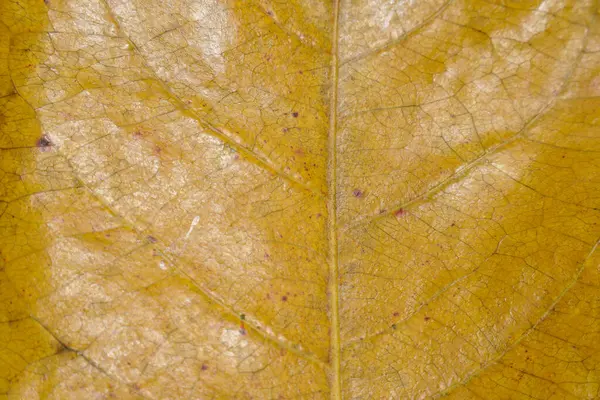Temiz ve düzenli damar ağına sahip kuru yaprakların yakın görüntüsü. reklam arkaplanı için kuru yapraklar.