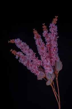 Astile Çiçekleri 'nin (Sahte Spirea) görüntüsü reklam odası için izole edilmiştir..