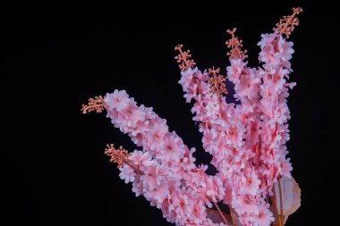 Astile Çiçekleri 'nin (Sahte Spirea) görüntüsü reklam odası için izole edilmiştir..