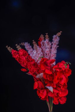 Salvia Splendens (Scarlet Sage) çiçeğinin görüntüsü ya da reklam odası için siyah arkaplan ile kırmızı orkide çiçekleri ile bir demet Marmia denir.