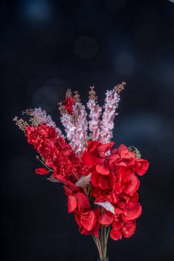 Salvia Splendens (Scarlet Sage) çiçeğinin görüntüsü ya da reklam odası için siyah arkaplan ile kırmızı orkide çiçekleri ile bir demet Marmia denir.