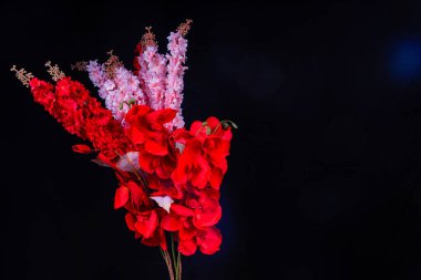 Salvia Splendens (Scarlet Sage) çiçeğinin görüntüsü ya da reklam odası için siyah arkaplan ile kırmızı orkide çiçekleri ile bir demet Marmia denir.