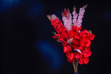 Salvia Splendens (Scarlet Sage) çiçeğinin görüntüsü ya da reklam odası için siyah arkaplan ile kırmızı orkide çiçekleri ile bir demet Marmia denir.