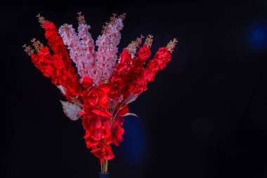 Salvia Splendens (Scarlet Sage) çiçeğinin görüntüsü ya da reklam odası için siyah arkaplan ile kırmızı orkide çiçekleri ile bir demet Marmia denir.