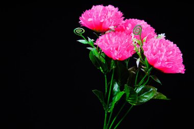 Siyah arka planda pembe karanfil çiçeği (dianthus caryophyllus), reklam alanı için siyah izole karanfil çiçeği görünümü.