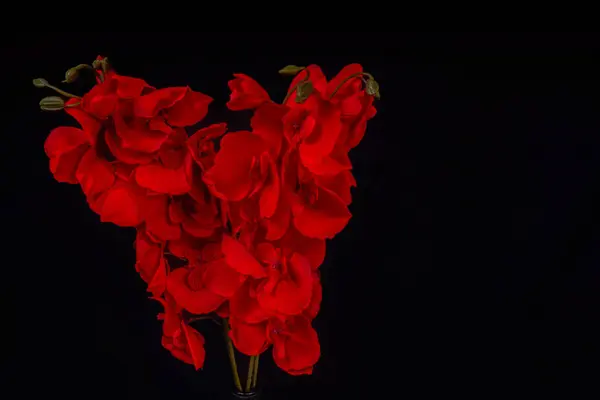 Kırmızı orkideler izole siyah, kırmızı orkidelerin görünümü boş alanlar için siyah arkaplan.