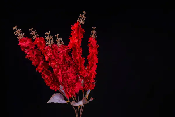 ASTILEBE Çiçek Görünümü (Sahte Spirea) (Sahte Keçi Sakalı) Reklam odası için siyah bir arka planda.