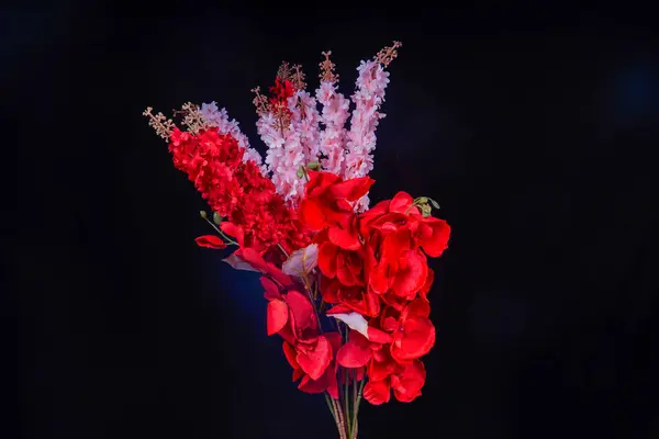 Salvia Splendens (Scarlet Sage) çiçeğinin görüntüsü ya da reklam odası için siyah arkaplan ile kırmızı orkide çiçekleri ile bir demet Marmia denir.