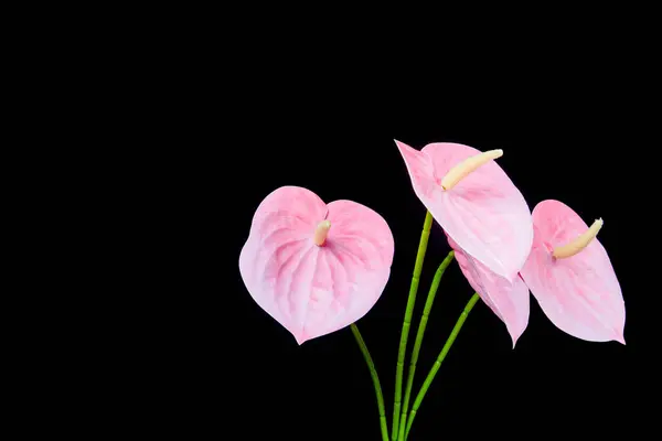 Sentetik fil kulağı, siyah renkte izole edilmiş. Siyah arka planda suni anthurium çiçeği var..