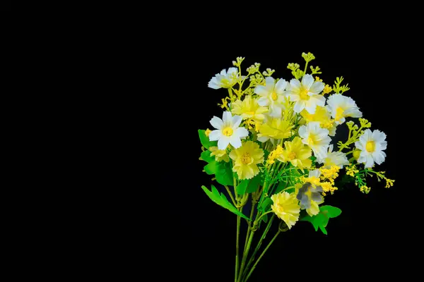 Siyah arka planda güzel papatya çiçekleri, reklam için siyah papatya çiçekleri..