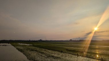 Alacakaranlıkta pirinç tarlalarının manzarası, uzakta dağların silueti ve gri gökyüzü portakalı.