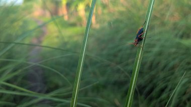 Ichneumon eşekarısı arka planı bulanık bir çimene tünemiş..