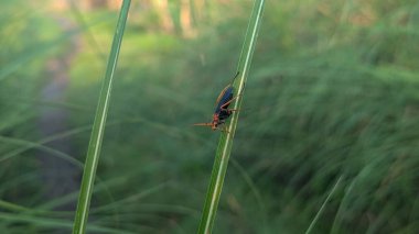 Ichneumon eşekarısı arka planı bulanık bir çimene tünemiş..
