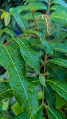 Ağacın yapraklarının görünüşü yağmurdur..