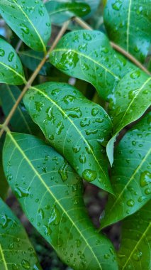 Ağacın yapraklarının görünüşü yağmurdur..