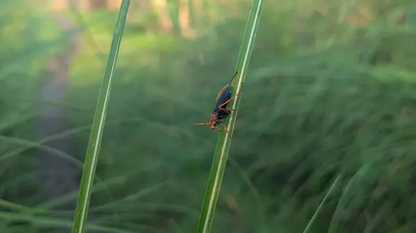 Ichneumon eşekarısı arka planı bulanık bir çimene tünemiş..