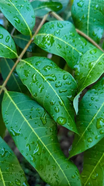 Ağacın yapraklarının görünüşü yağmurdur..