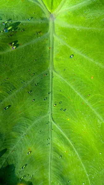 Yağmurdan sonra taro ağacının görünümü