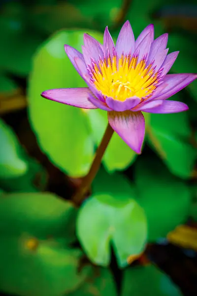 Su bitkisinin yeşil yapraklarını gösteren bulanık bir arkaplanı olan nilüfer çiçeğini kapat.