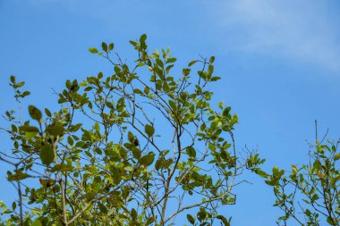 Mangrov yapraklarının yemyeşil görüntüsü ve mangrov ağacı dalları fotokopi alanı için mavi gökyüzüne doğru yükseliyor.