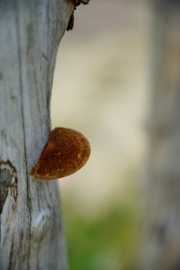Kuru bir ağaç gövdesine bağlanmış bir mantarı kapat..