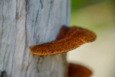 Kuru bir ağaç gövdesine bağlanmış bir mantarı kapat..