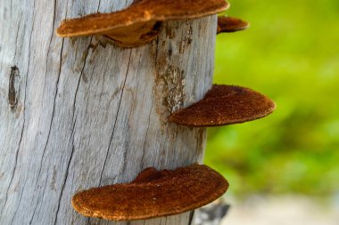 Kuru bir ağaç gövdesine bağlanmış bir mantarı kapat..