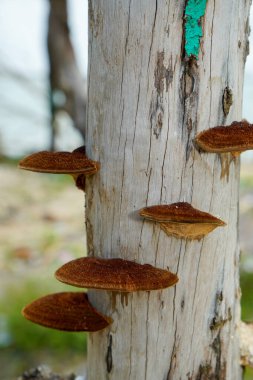 Kuru bir ağaç gövdesine bağlanmış bir mantarı kapat..