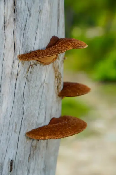 Kuru bir ağaç gövdesine bağlanmış bir mantarı kapat..