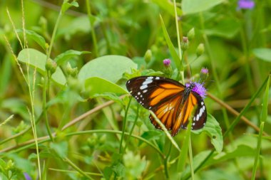 Ayırt edici turuncu ve siyah kanatlı çizgili bir kaplan kelebeği otlağın yemyeşil yapraklarının ortasındaki küçük mor bir çiçekten nektar emiyor..