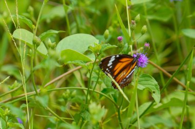 Ayırt edici turuncu ve siyah kanatlı çizgili bir kaplan kelebeği otlağın yemyeşil yapraklarının ortasındaki küçük mor bir çiçekten nektar emiyor..