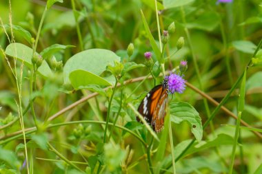 Ayırt edici turuncu ve siyah kanatlı çizgili bir kaplan kelebeği otlağın yemyeşil yapraklarının ortasındaki küçük mor bir çiçekten nektar emiyor..